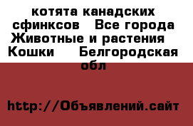 котята канадских сфинксов - Все города Животные и растения » Кошки   . Белгородская обл.